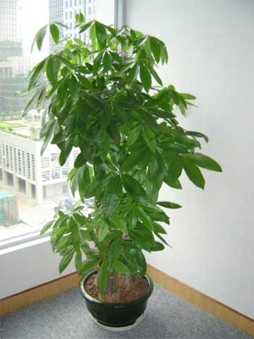 董事長辦公室綠植該怎樣擺放設(shè)計(jì)