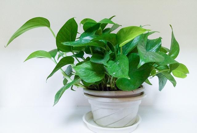 總經(jīng)理辦公室裝修放什么植物？