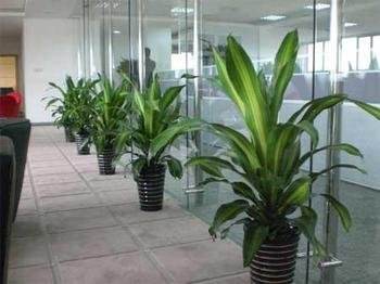 北京總經(jīng)理辦公室綠植該怎樣擺放設(shè)計(jì)？